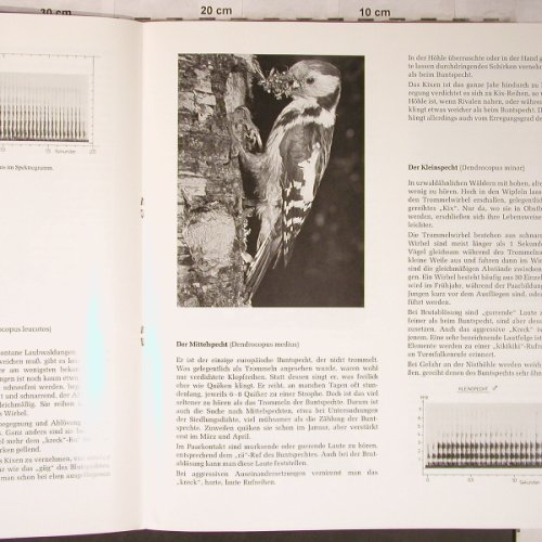 Spechte - Die Sprache unserer: Blume Ruge Tilgner, 12 S.Booklet, AGM/Graul Tondoku.(742), D, Foc,  - LP - X5294 - 7,50 Euro