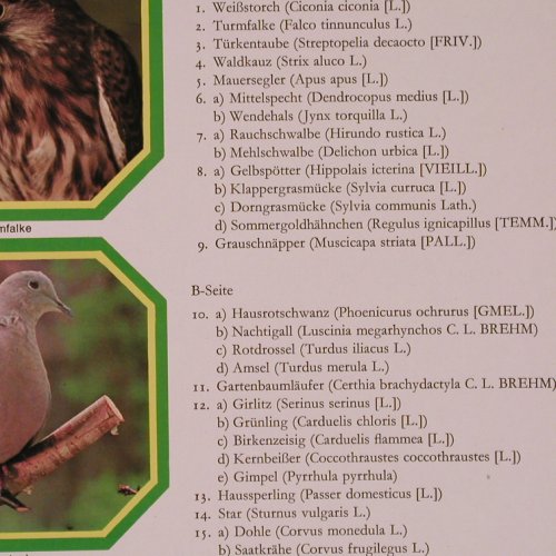 Stimmen der Vögel Mitteleuropas: Waldvgel,Haus, Hof,Garten 36Tr,Foc, Marcato(92 735), D, Mono,  - 2LP - Y643 - 6,00 Euro