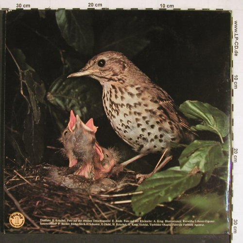 Wunderbare Welt der Vögel: Mit Tonband+Kamera...Foto-Booklet, Penny(S 2 1075/10), D,  - LP - Y7432 - 7,50 Euro